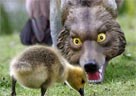 ������Ц��һ��ͼƬ