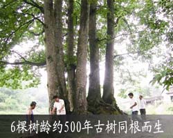 6������Լ500�����ͬ������